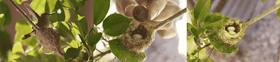 Bird’s Eye View of a Hummingbird nest!