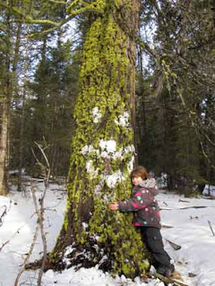 Winning Entries- Hug-A-Tree Contest