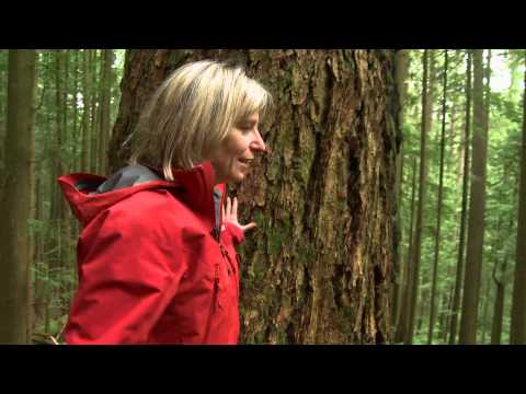 When trees and fungi talk