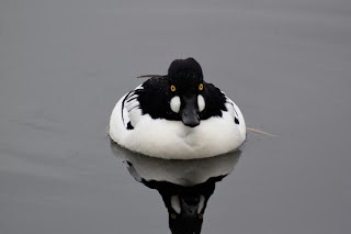 Annual Photo Competition for Vancouver Area Young Naturalists!