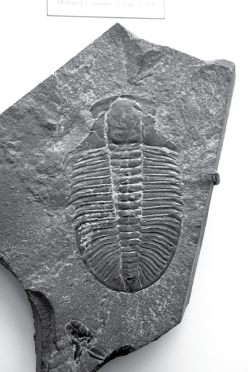 Fossils in this issue of NatureWILD