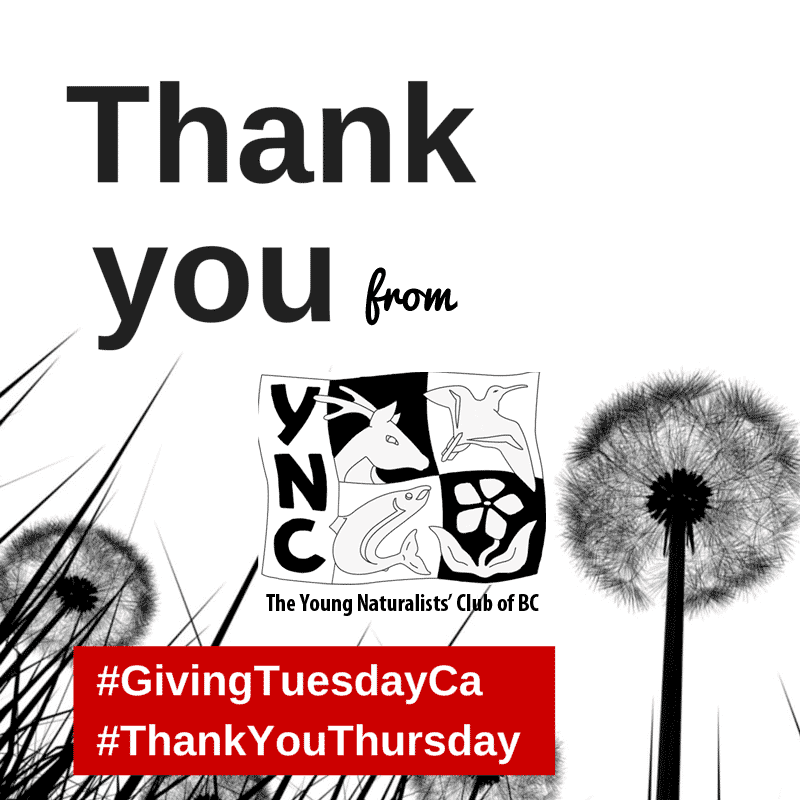 Giving Tuesday Thank You!
