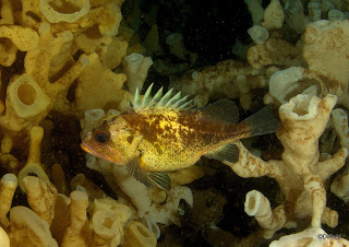 Victory for BC’s ancient glass sponge reefs!