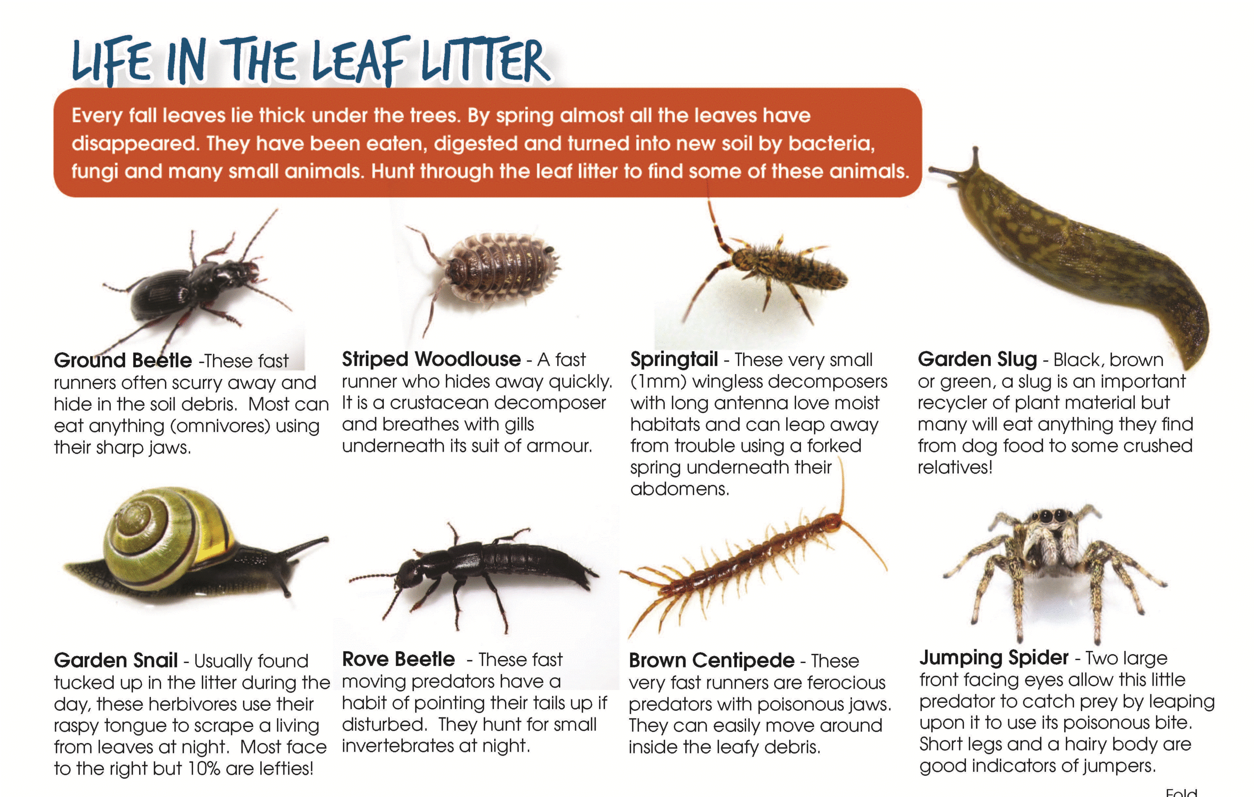 What’s lurking in the leaf litter?