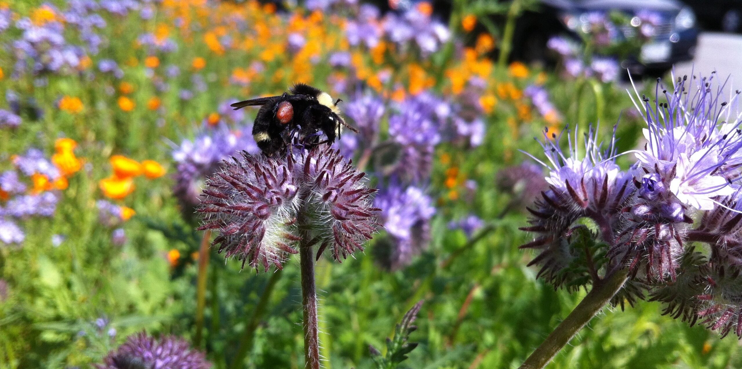Kids give pollinators a helping hand in province-wide initiative