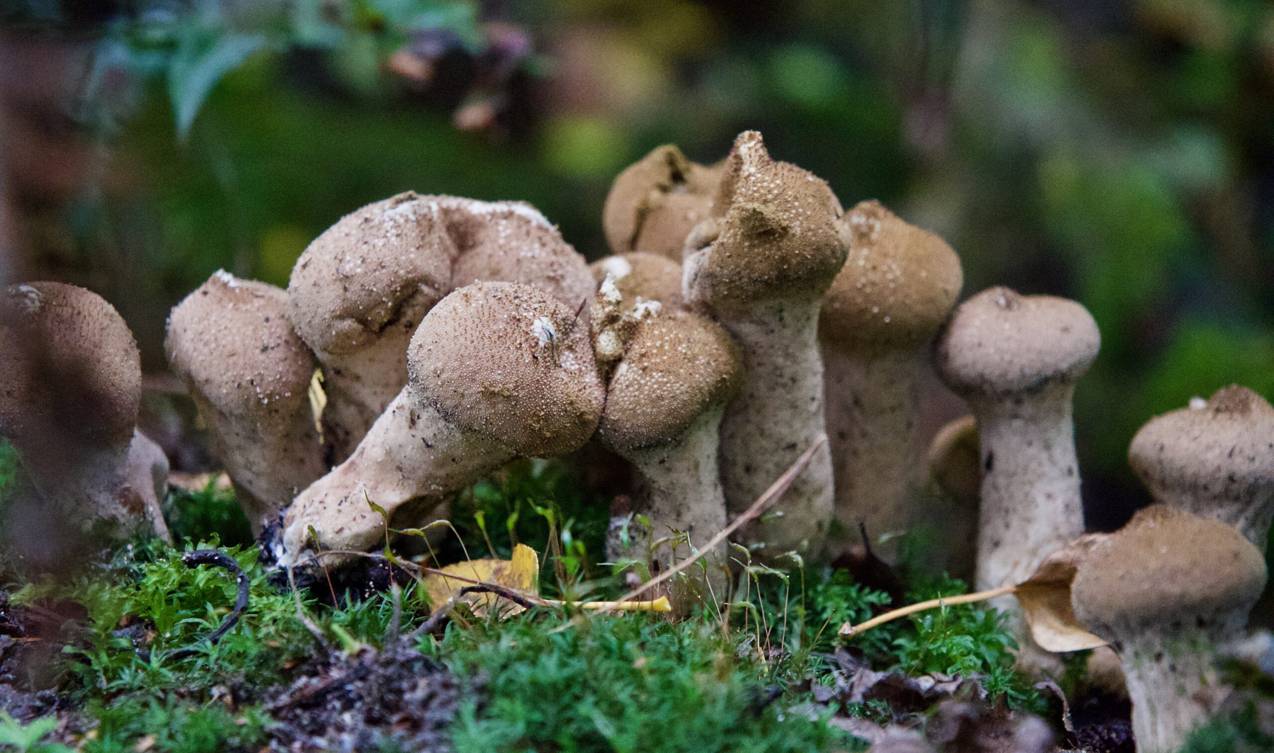 Forests and the “mushroom underground”