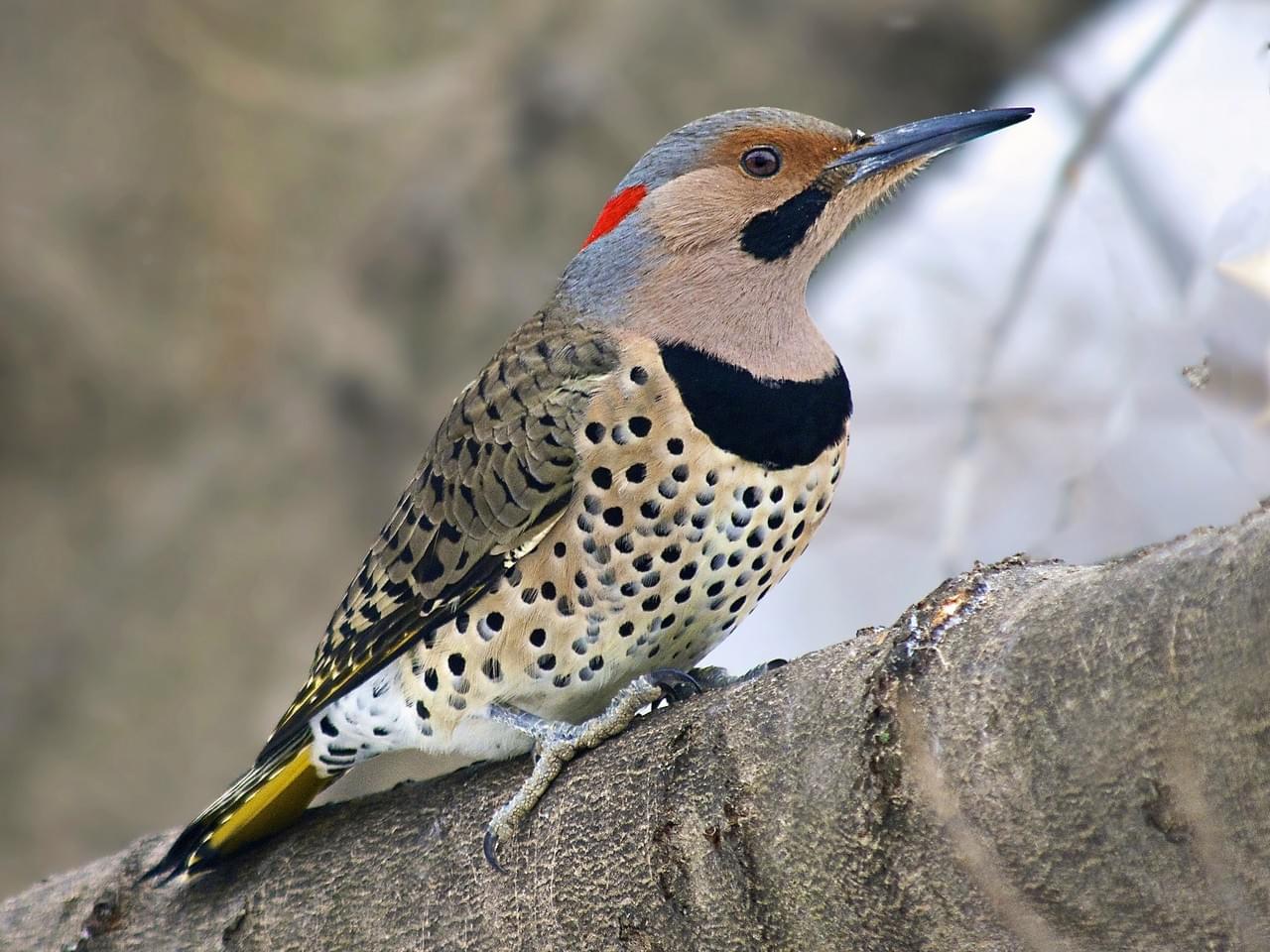 Turning the tide for bugs and birds