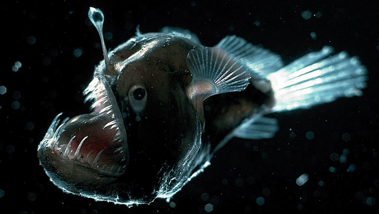 Why Are Fish Shaped The Way They Are?