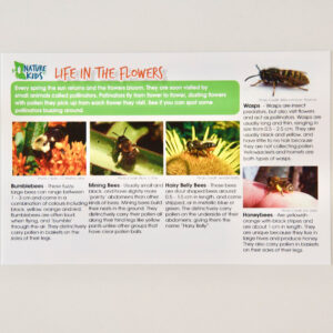 Life in the Flowers: Pollinator Safari Card