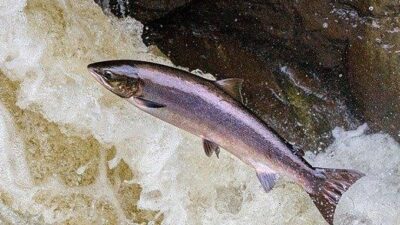 salmon jumping