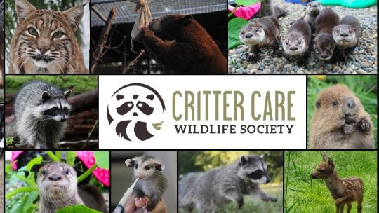 critter care wildlife society