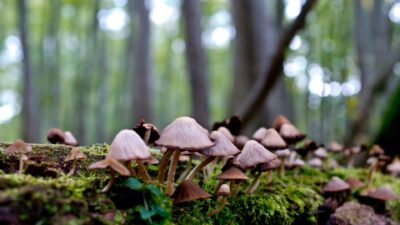 NICOMEKL – Fourteen Fungi 