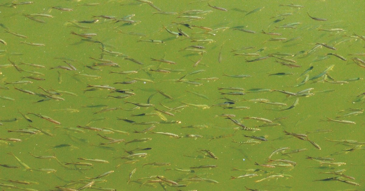 How do salmon find their way home?
