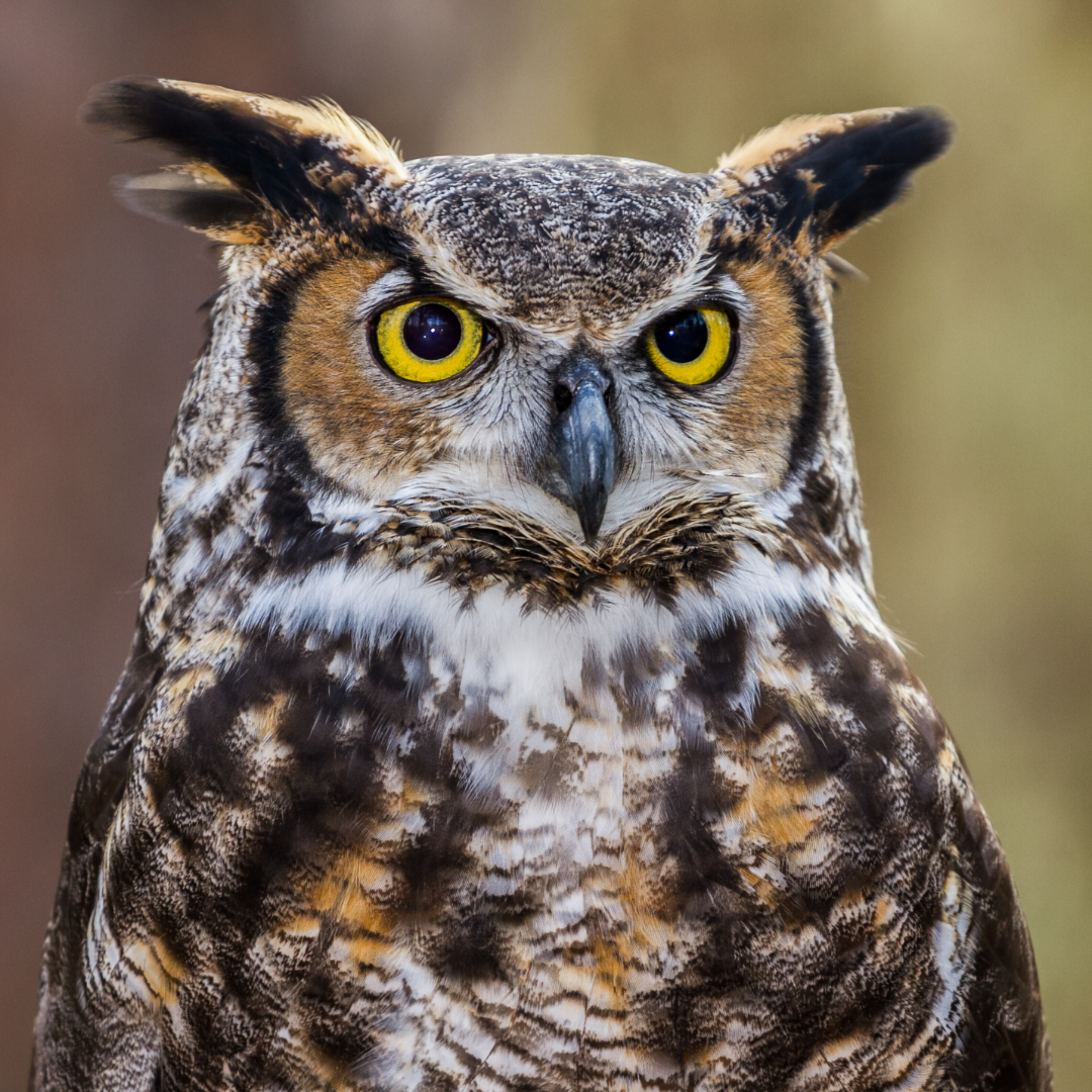 NICOMEKL – Visit OWL