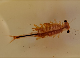 VANCOUVER – Searching for the Elusive Fairy Shrimp!