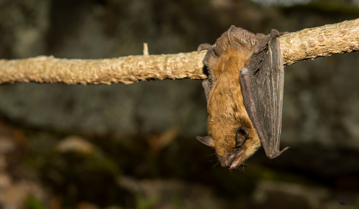 Bats