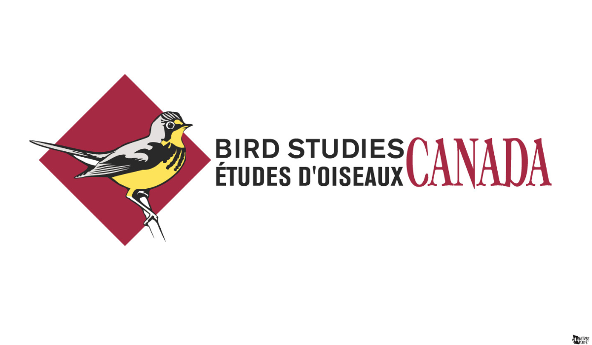 Christmas Bird Count For Kids