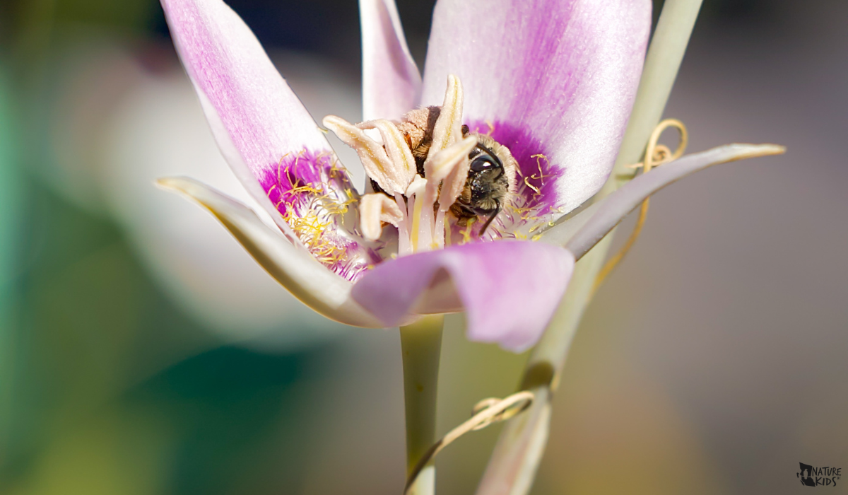 Pollinators