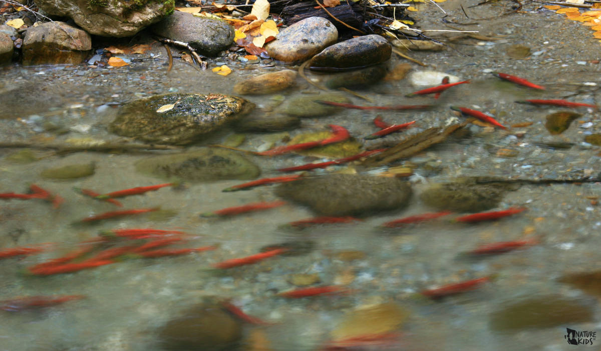 Salmon
