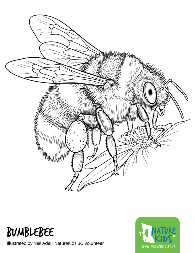 Colouring Bee