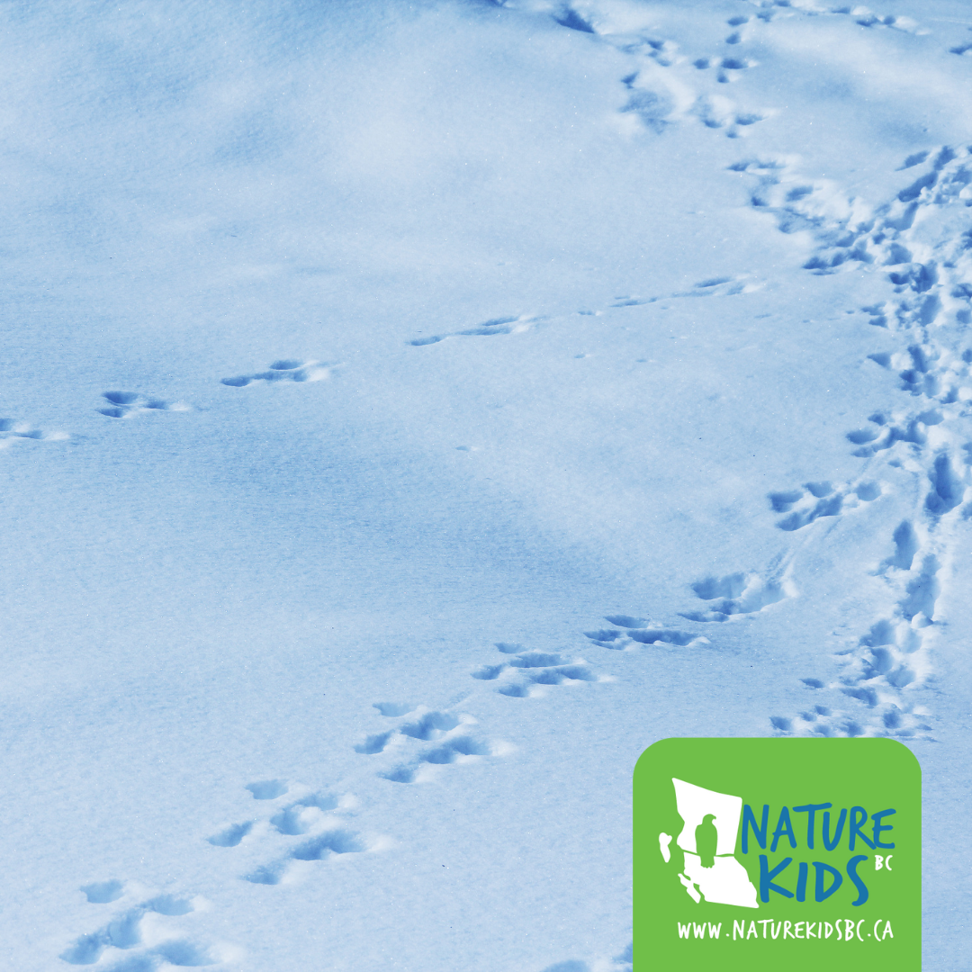 KAMLOOPS – Winter Wildlife Tracks