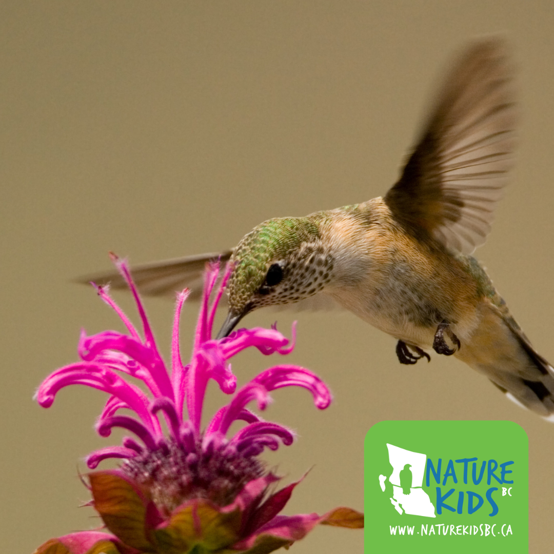 WILDROOTS – George C. Reifel Migratory Bird Sanctuary