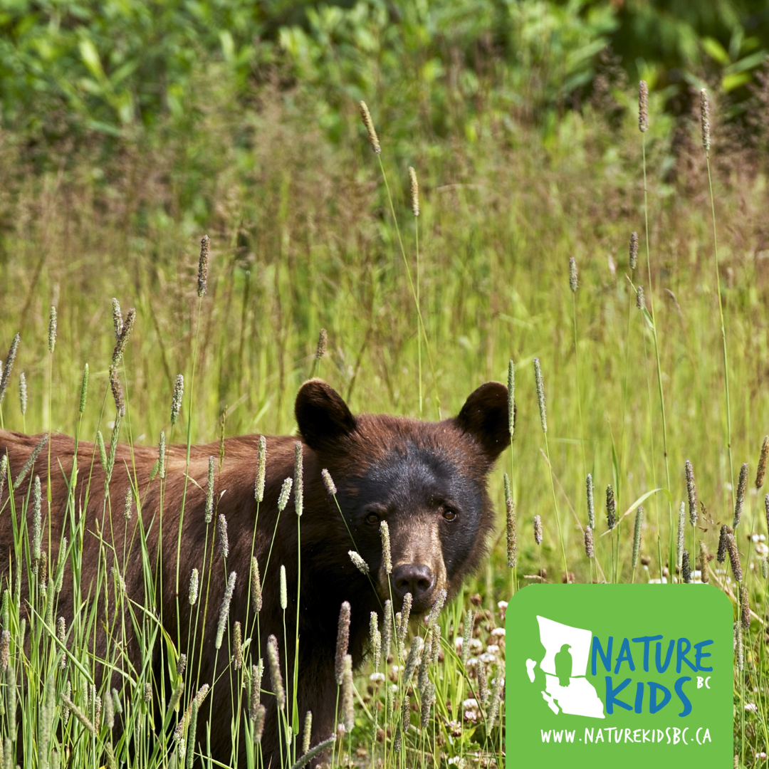 MISSION – Staying Safe with Wildlife + Picnic