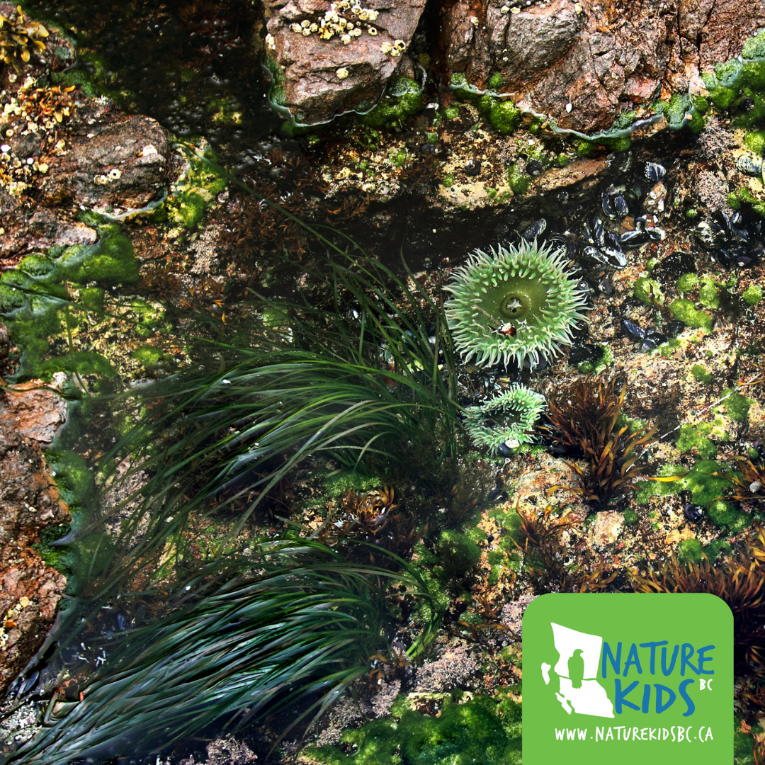 SUNSHINE COAST – Blueact Beach Biodiversity Exploration