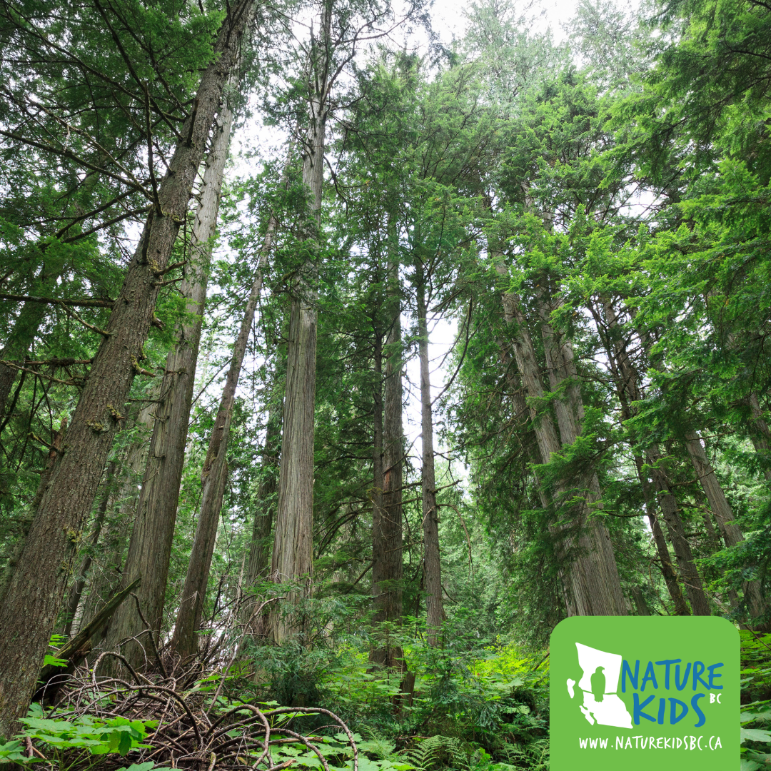 PRINCE GEORGE – Nature Walk with a Plant Expert