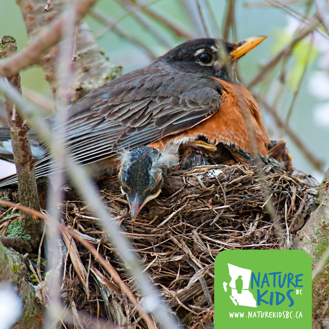 BURNABY – Birding at Deer Lake